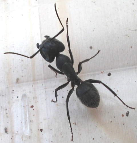 Formica gigante: Camponotus vagus